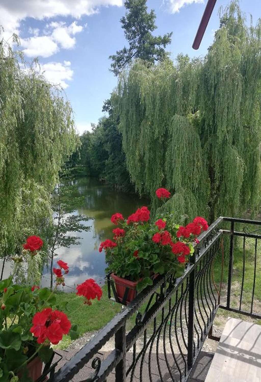 Râul și sălciile văzute din balcon